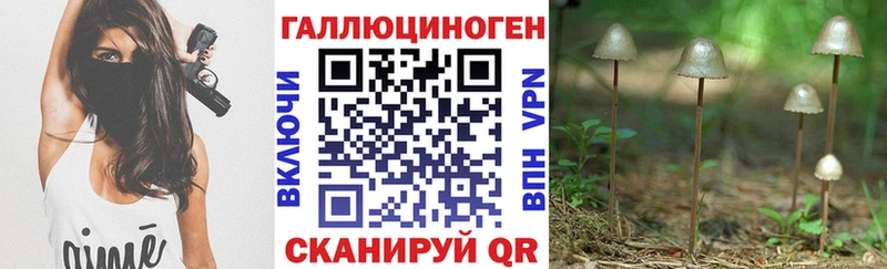 Галлюциногенные грибы Psilocybe Карачаевск